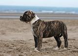 BOULEDOGUE AMERICAIN 122